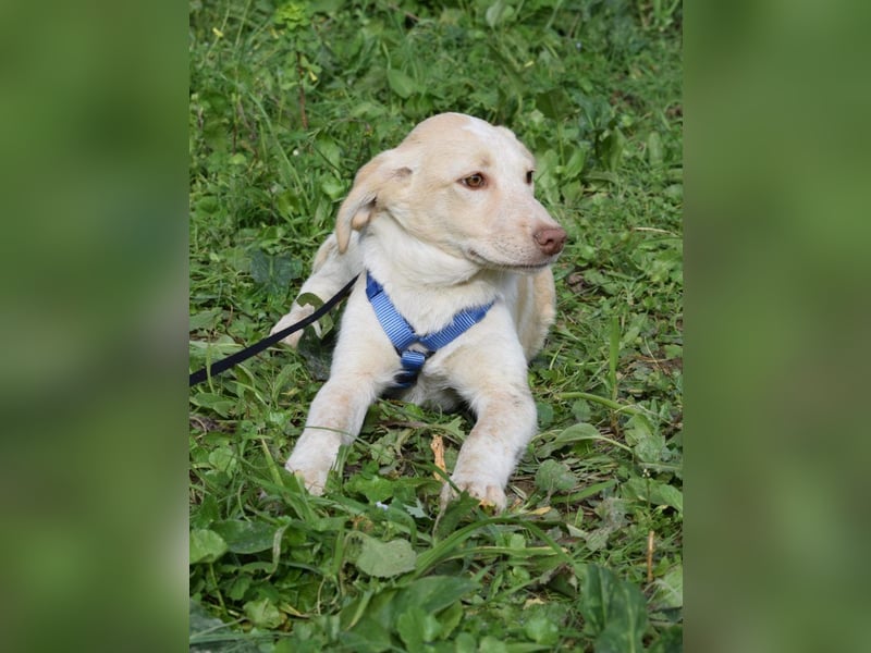 Welpenjunge Antonio möchte Dein Herz erobern