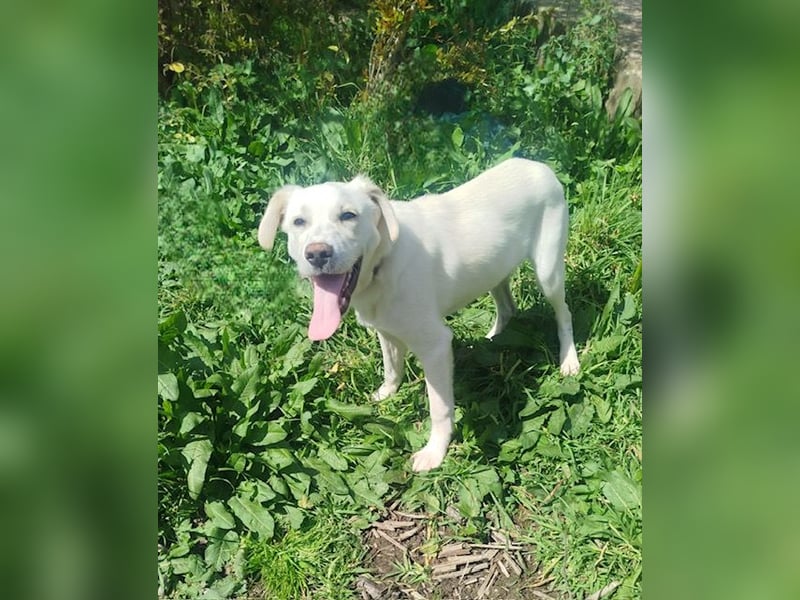 Tayo: Niedlicher Familienwelpi