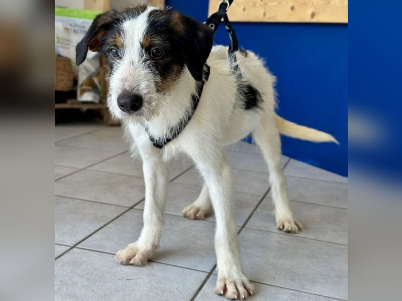 Welpenalarm: Putziger Cain