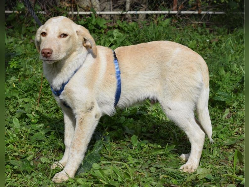 Welpenjunge Antonio möchte Dein Herz erobern