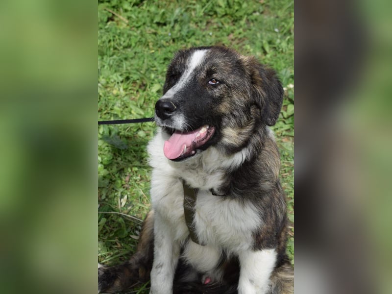 Liebevoller Rony sucht seine Familie