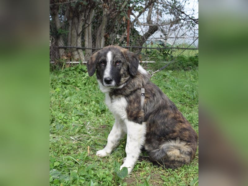 Liebevoller Rony sucht seine Familie