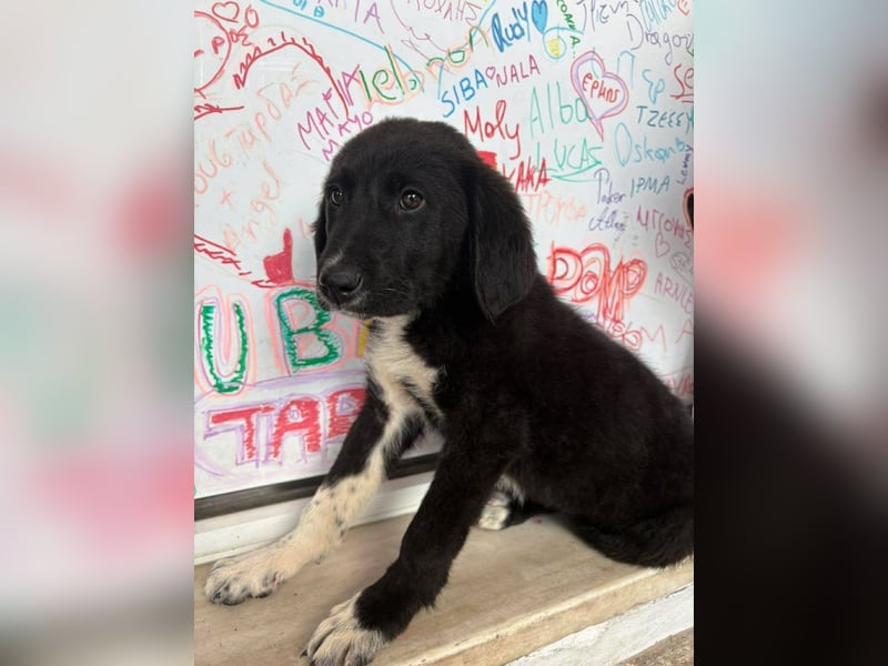 Welpenalarm: Schmusenase Arthour