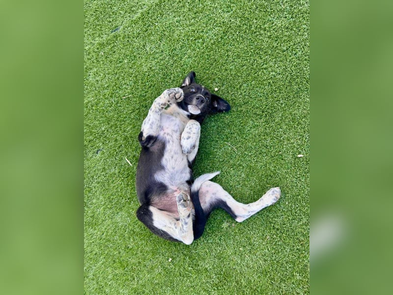 jacko sucht ein zu hause