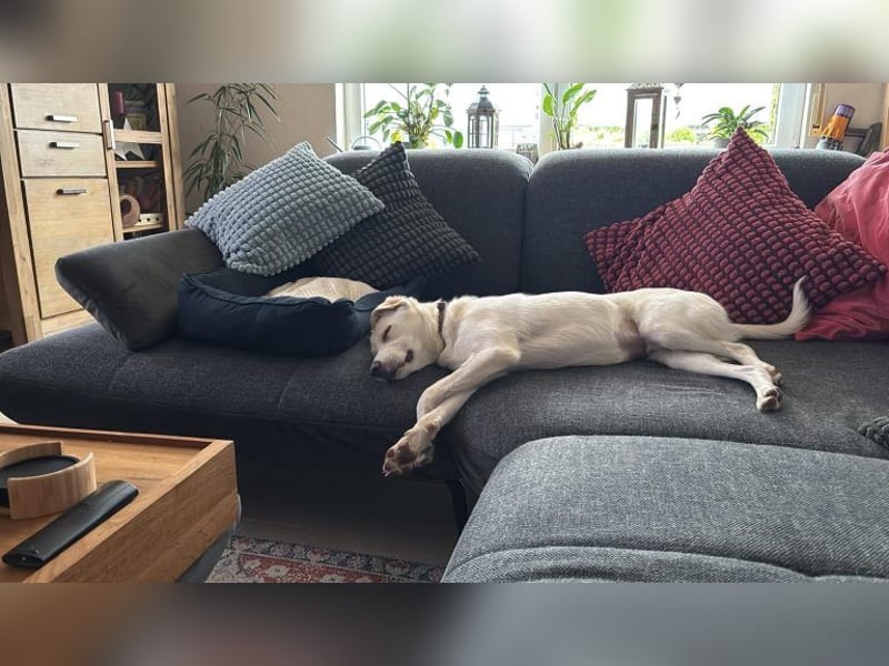 Mylo = Goldschatz