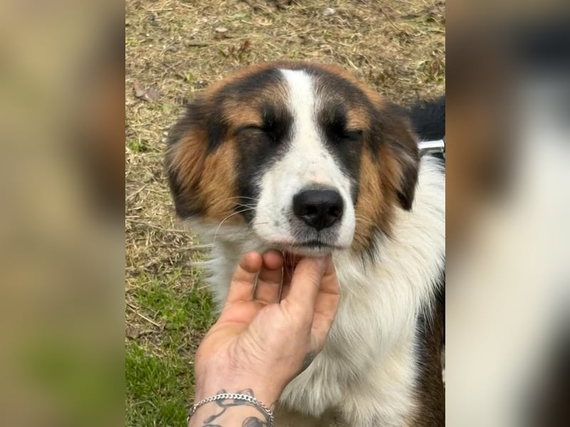 Charlie: Dein neuer Kuschelfreund