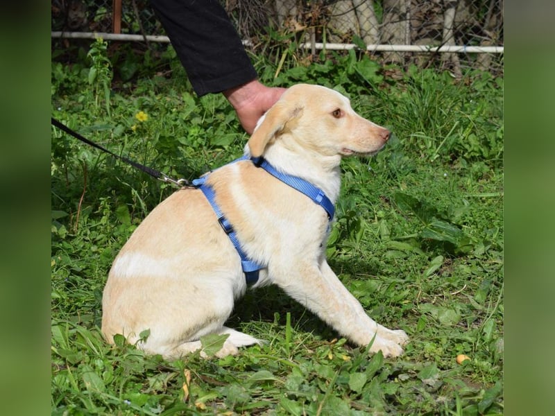 Welpenjunge Antonio möchte Dein Herz erobern