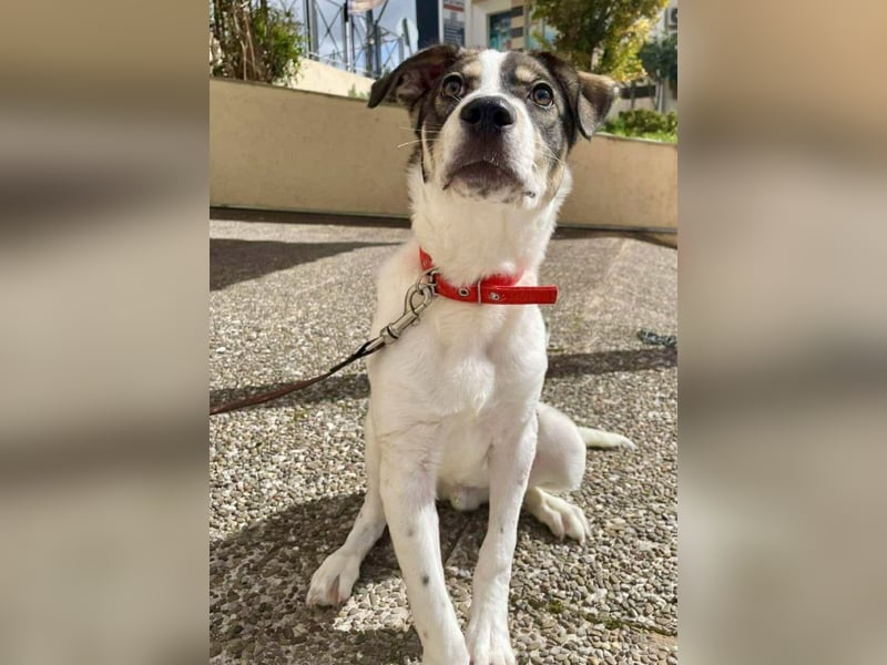 Goldiger Roulis ist ein Herzenshund