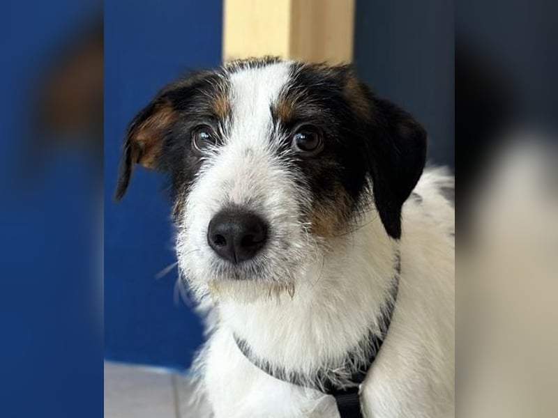 Welpenalarm: Putziger Cain