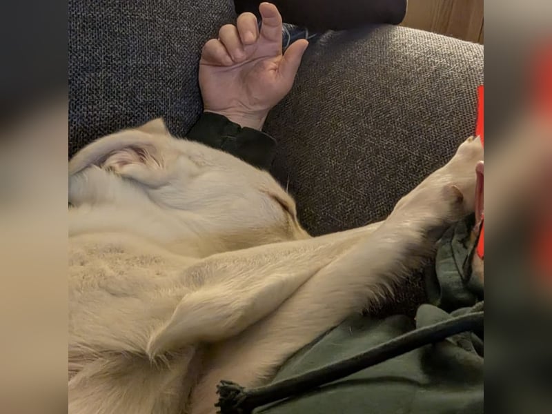 Mylo = Goldschatz