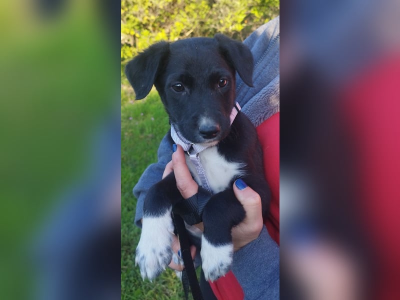 Herziges Welpenmädchen Fritzi