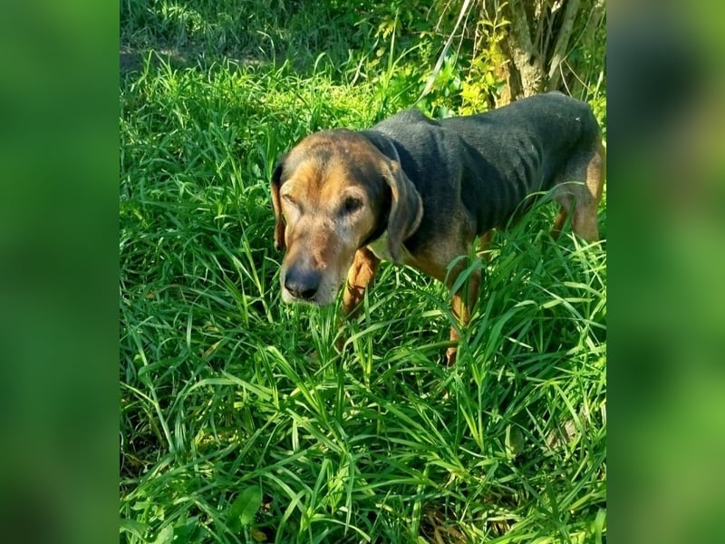 Dankbares Silberschnäuzchen Thanos