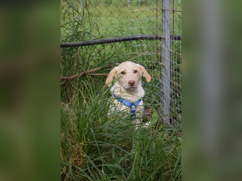 Welpenjunge Antonio möchte Dein Herz erobern