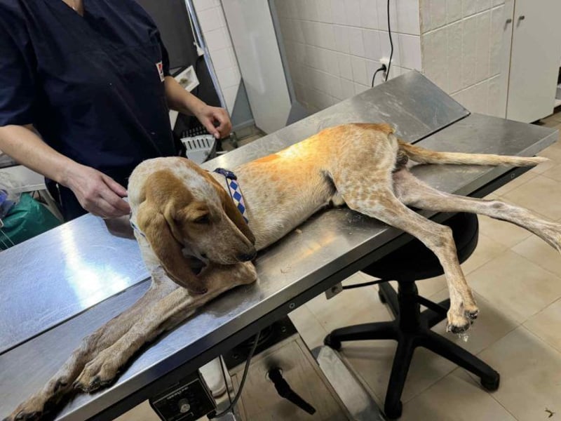 Feivel ist voller Energie und Liebe