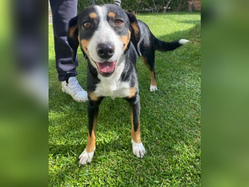 Lilla ist ein ruhiger und anhänglicher Schatz