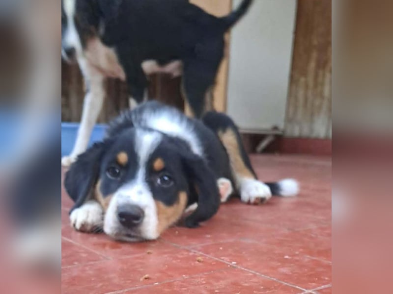 Herziges Hundekind Thea