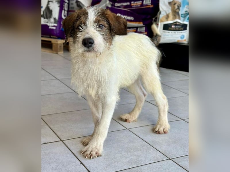 Welpenalarm: Bezaubernder Chap