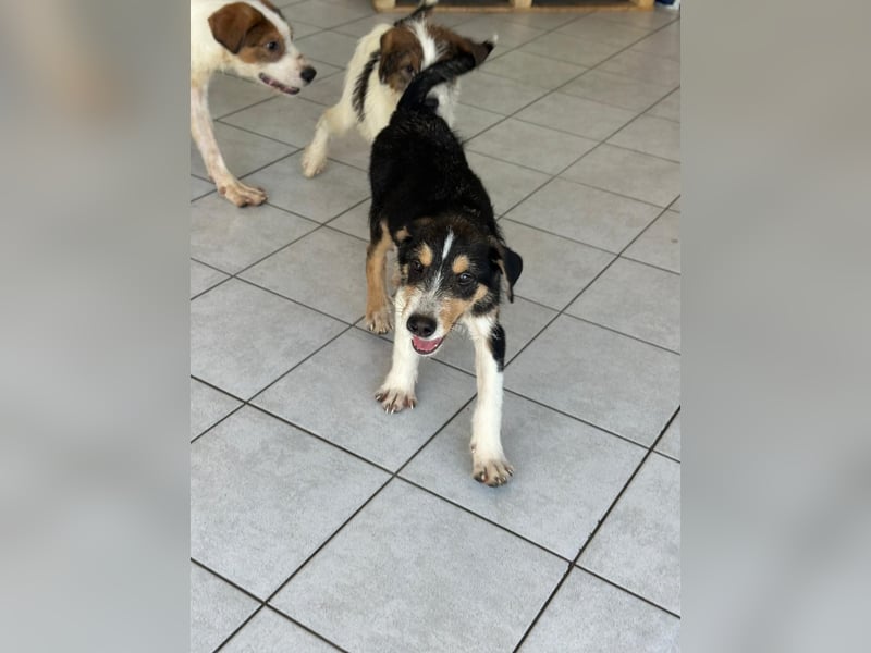 Welpenalarm: Goldiger Chip