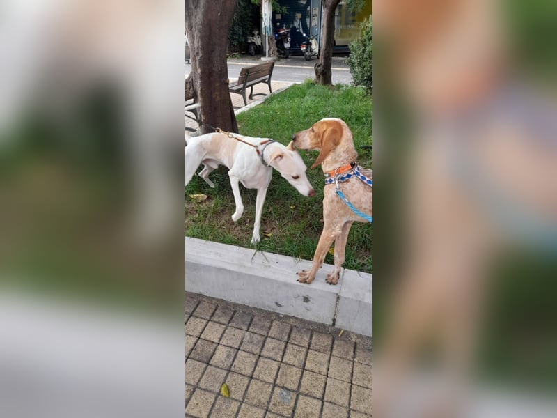 Feivel ist voller Energie und Liebe