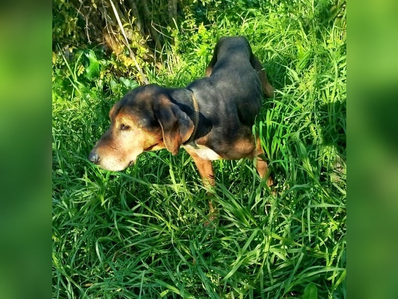 Dankbares Silberschnäuzchen Thanos