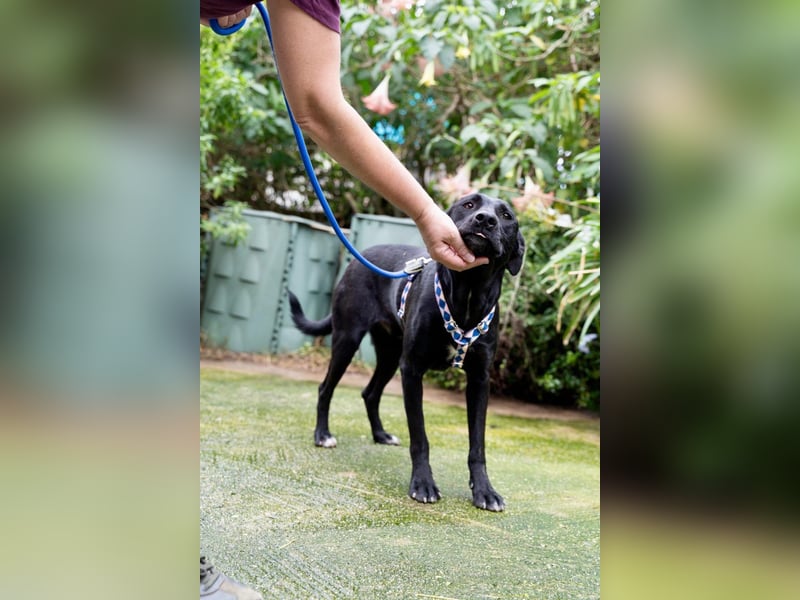 Fritzi: Cleveres Herz auf vier Pfoten