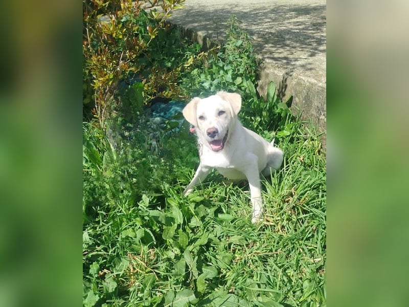 Tayo: Niedlicher Familienwelpi