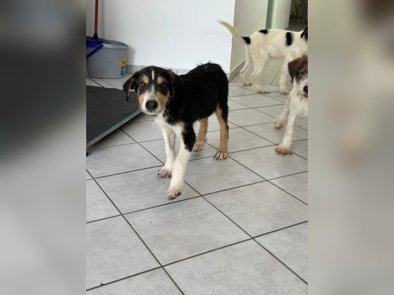 Welpenalarm: Goldiger Chip