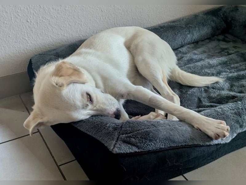 Mylo = Goldschatz