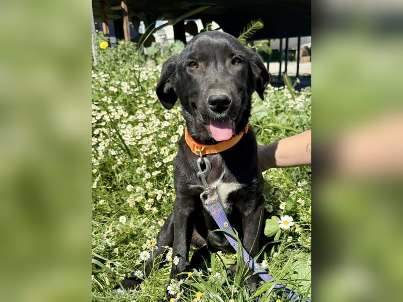 Penny: Drolliges Labbi-Mix-Welpi