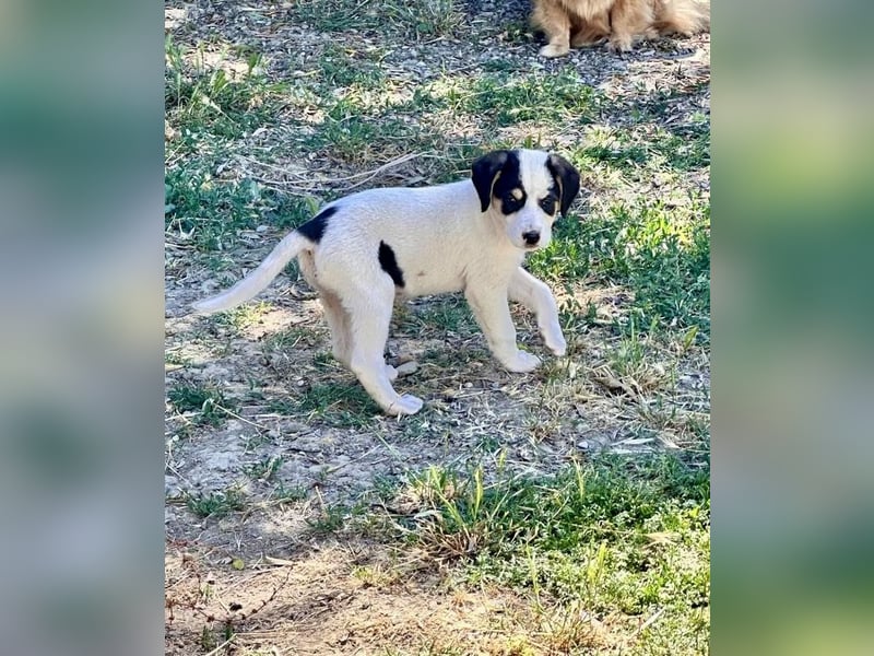 Putziges Hundebaby Momo