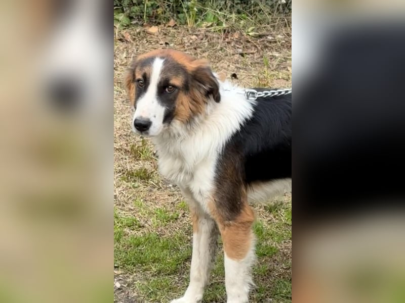Charlie: Dein neuer Kuschelfreund