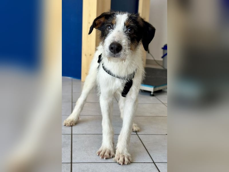 Welpenalarm: Putziger Cain