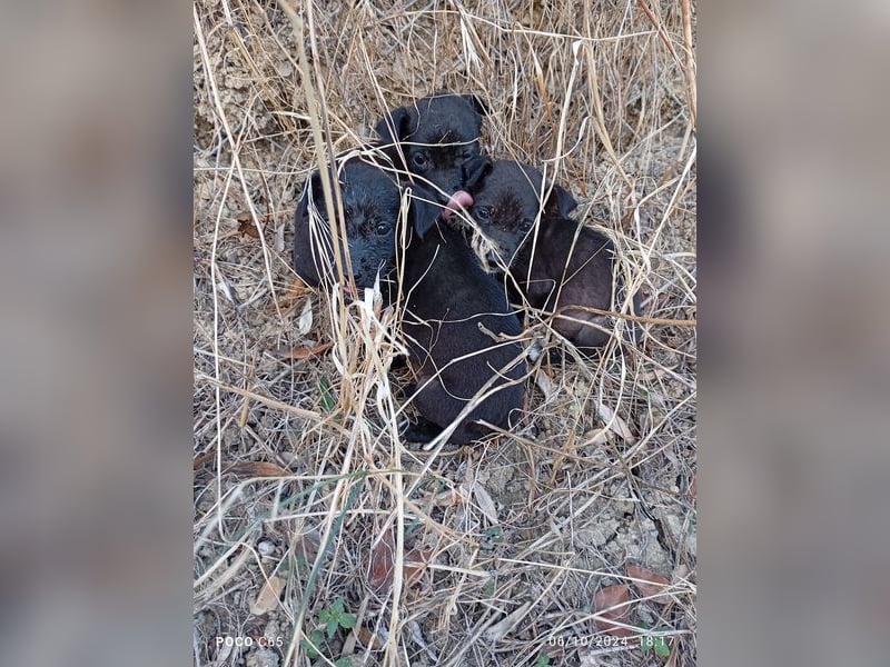 Fritzi: Cleveres Herz auf vier Pfoten