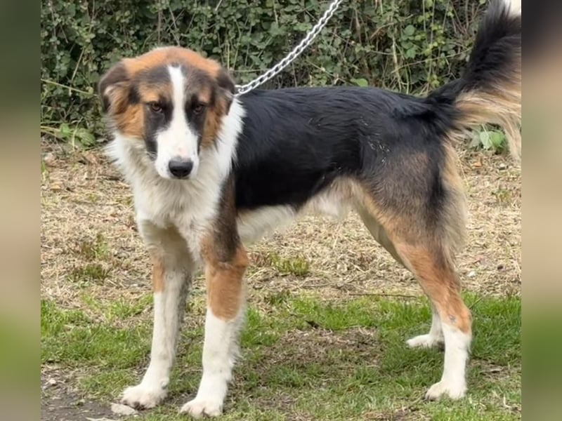 Charlie: Dein neuer Kuschelfreund