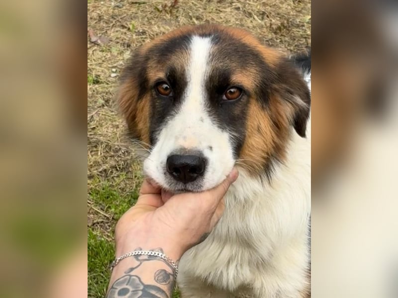 Charlie: Dein neuer Kuschelfreund