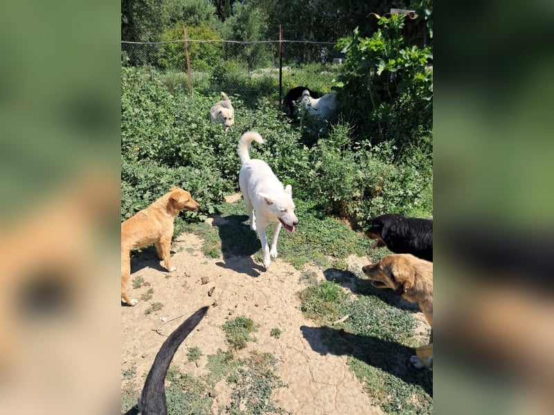 Daggi: Loyal, clever und voller Charme