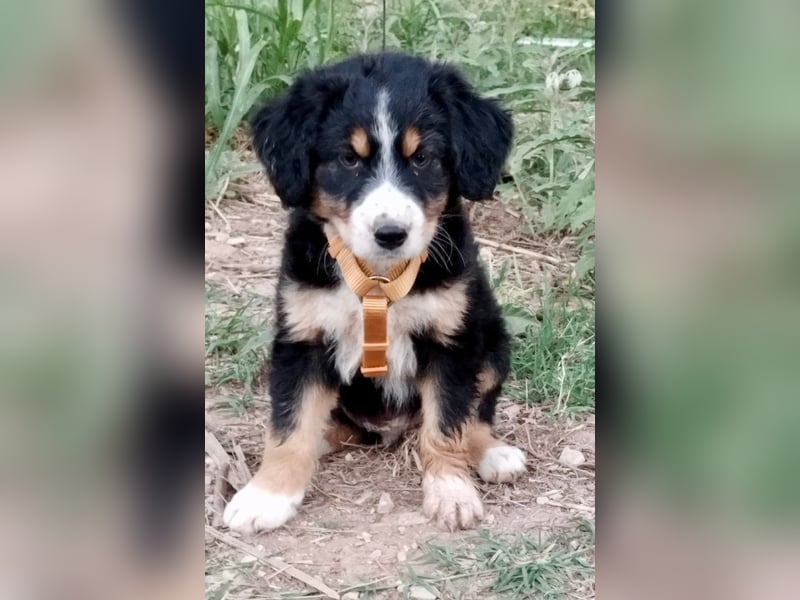 Herziges Hundekind Devin