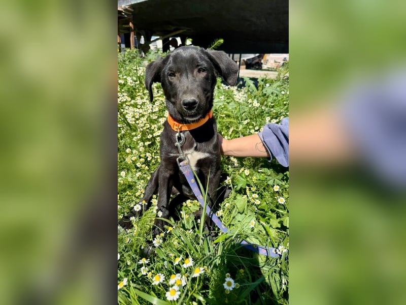 Penny: Drolliges Labbi-Mix-Welpi