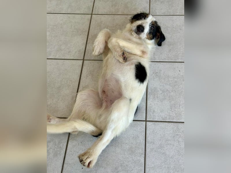 Welpenalarm: Putziger Cain