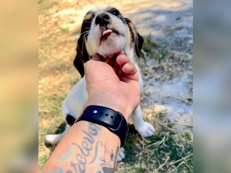 Putziges Hundebaby Momo