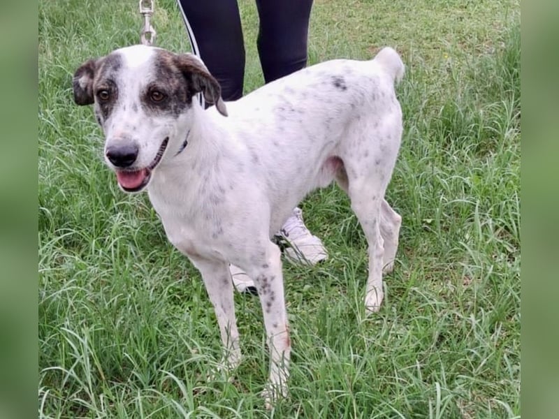 Treuer Lui wartet auf seine Chance