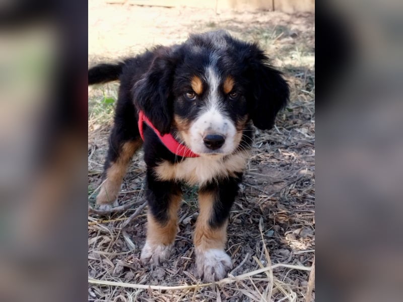 Herziges Hundekind Devin