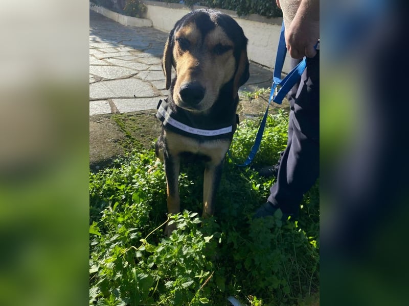 Oreo ist ein Volltreffer!