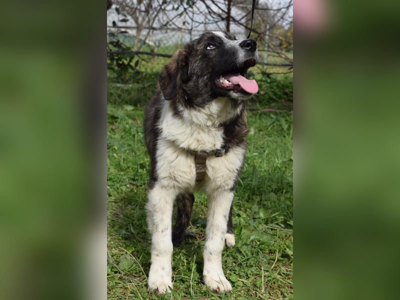 Liebevoller Rony sucht seine Familie