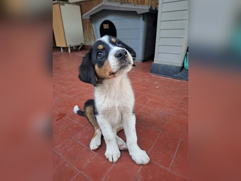 Herziges Hundekind Thea