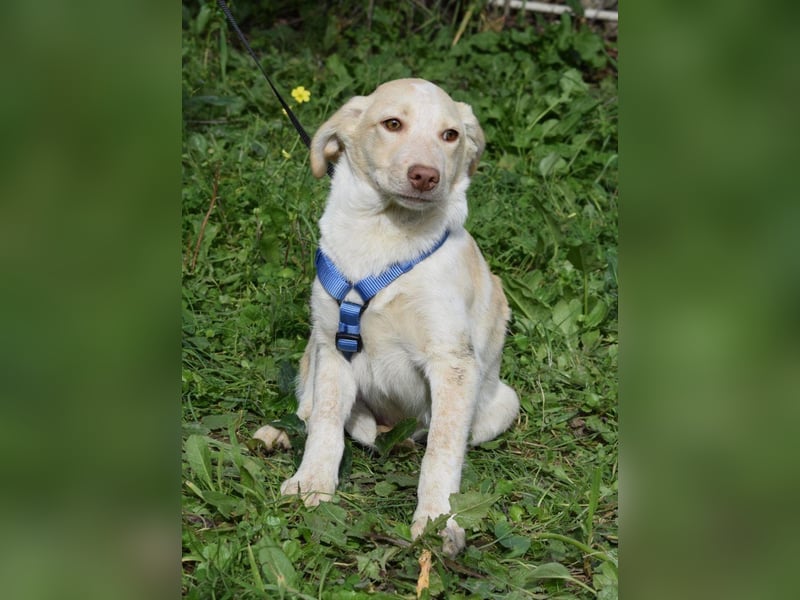 Welpenjunge Antonio möchte Dein Herz erobern