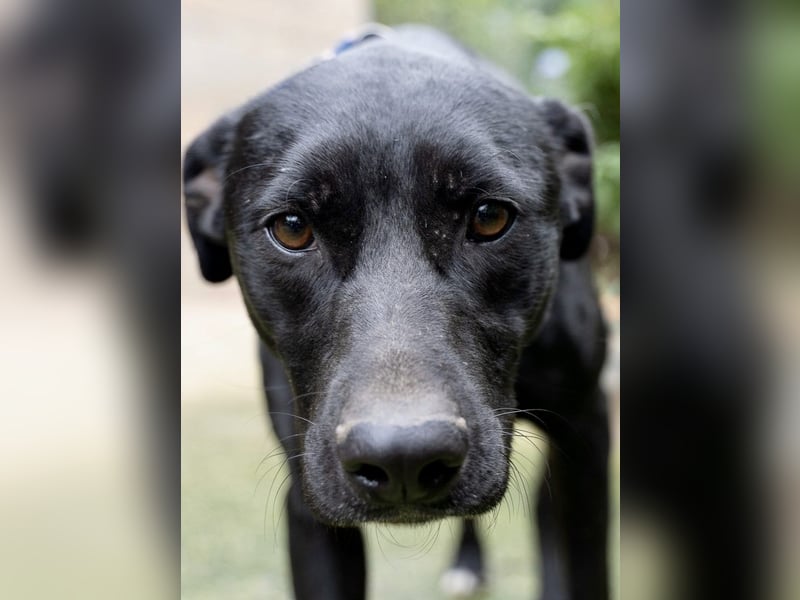 Fritzi: Cleveres Herz auf vier Pfoten