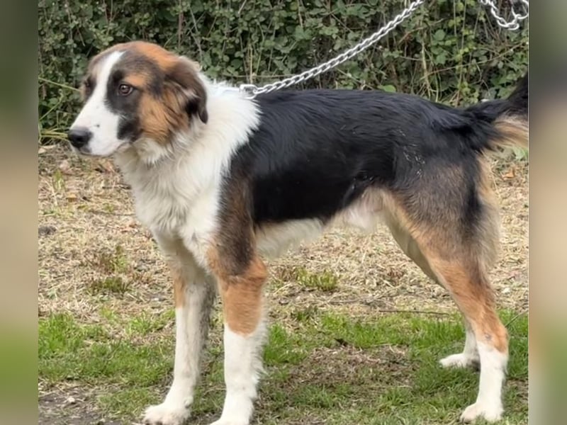 Charlie: Dein neuer Kuschelfreund