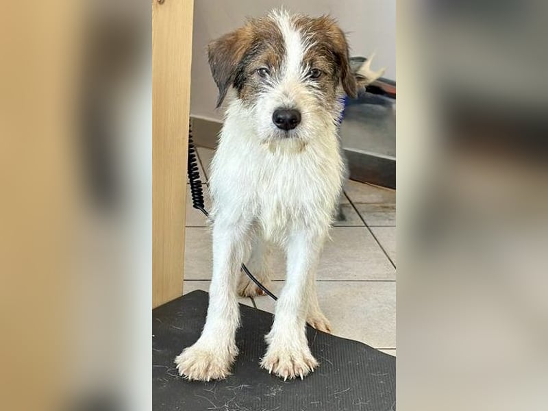 Welpenalarm: Bezaubernder Chap