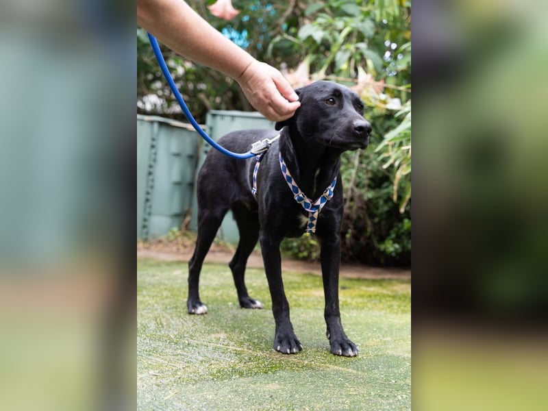 Fritzi: Cleveres Herz auf vier Pfoten